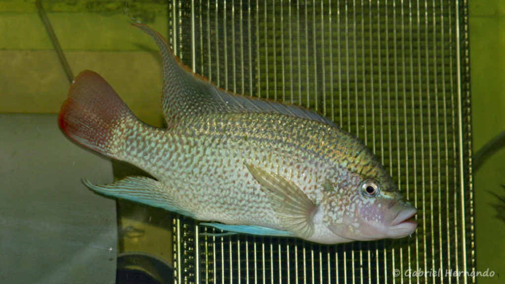 Oreochromis tanganicae (Aquabeek, Pays Bas, mars 2009)