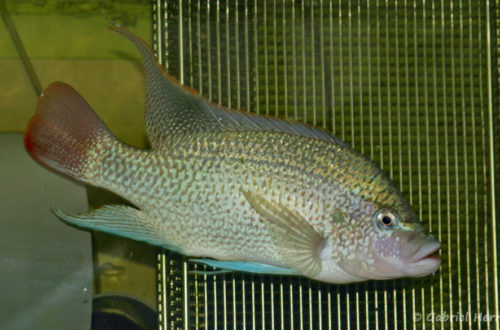 Oreochromis tanganicae (Aquabeek, Pays Bas, mars 2009)