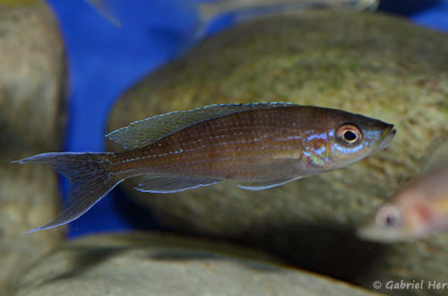 Paracyprichromis brieni, variété de Kisonzo (dans le local de Steve et Jérôme, Suisse, décembre 2008)