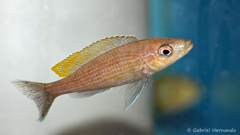 Paracyprichromis brieni, variété de Uvira (Abysse, janvier 2009)