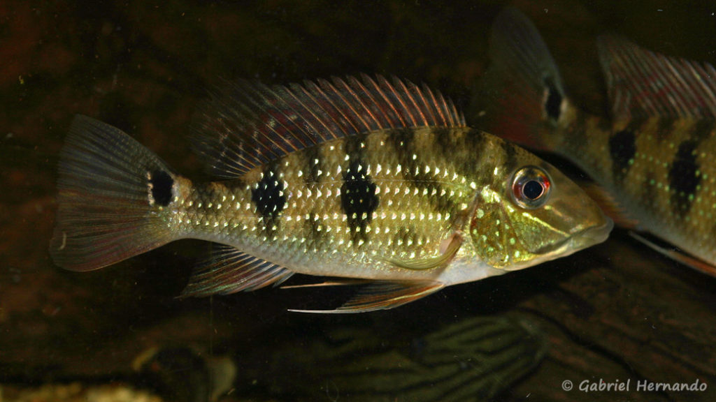 Satanoperca daemon (Hobby Zoo Tillman, Duisbourg, mars 2009)