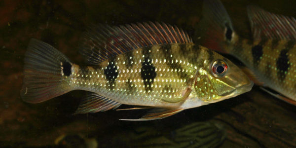 Satanoperca daemon (Hobby Zoo Tillman, Duisbourg, mars 2009)