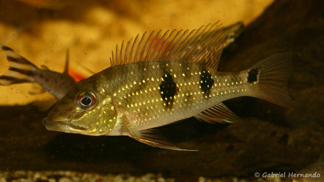 Satanoperca daemon Les Aqua'Pages de Gabriel