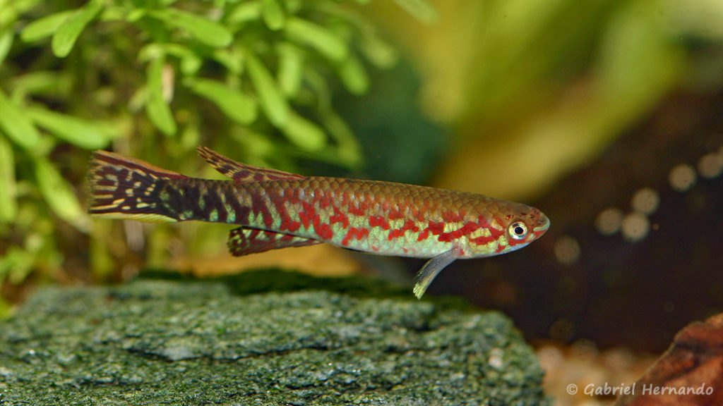 Scriptaphyosemion roloffi (Hobby Zoo Tilman, Duisbourg, mars 2009)