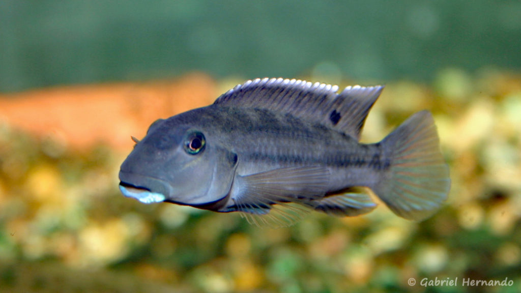 Steatocranus irvinei (Club aquariophile de Vernon, mai 2006)