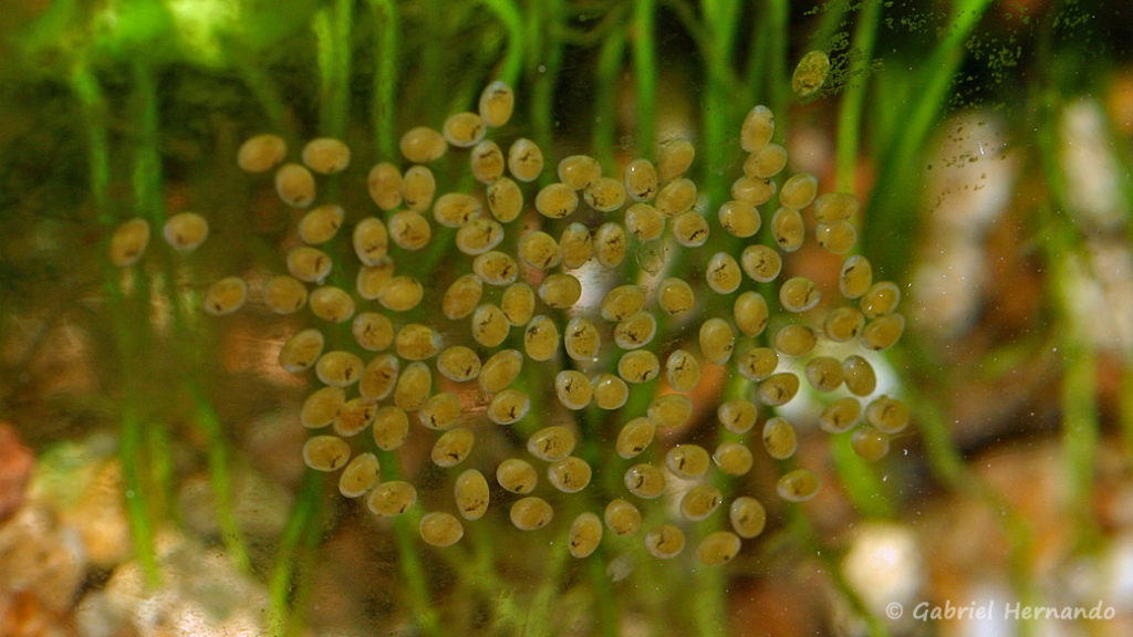 Ponte de Steatocranus irvinei (Club aquariophile de Vernon, novembre 2008)