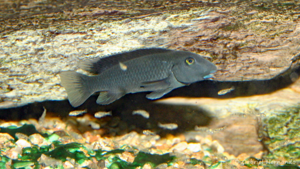 Steatocranus irvinei (Club aquariophile de Vernon, février 2007)