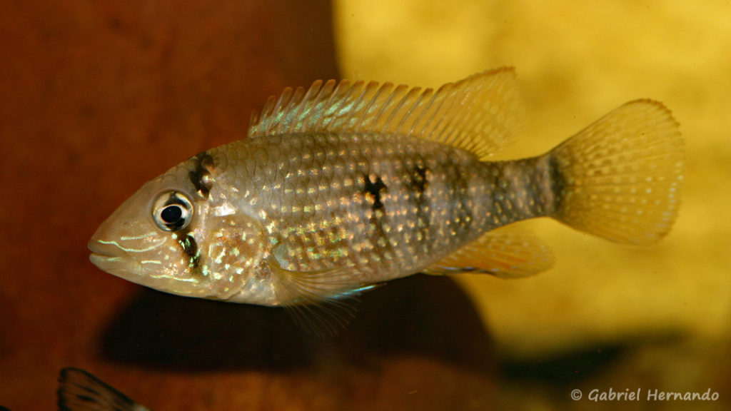 Tahuantinsuyoa macantzatza (Hobby Zoo Tillman, Duisbourg, mars 2009)