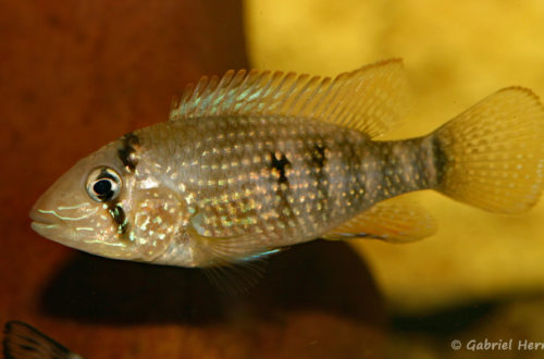 Tahuantinsuyoa macantzatza (Hobby Zoo Tillman, Duisbourg, mars 2009)