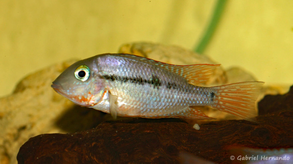 Thorichthys affinis (Hobby Zoo Tillman, Duisbourg, mars 2009)