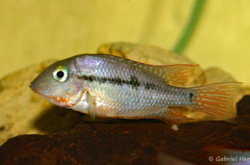 Thorichthys affinis (Hobby Zoo Tillman, Duisbourg, mars 2009)