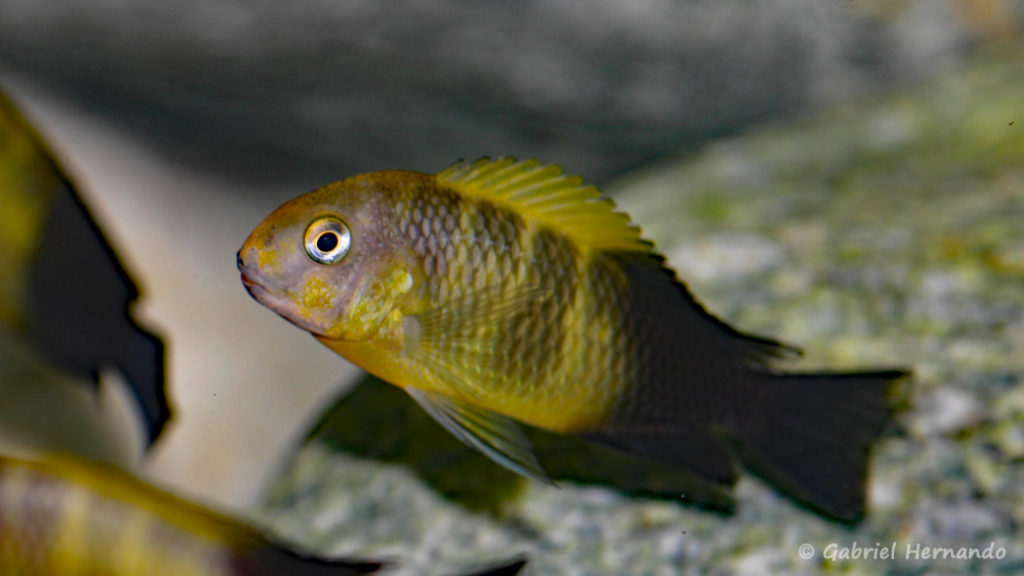 Tropheus sp. "black" , variété de Kiriza (local de Steve et Jérôme, Suisse, décembre 2012)