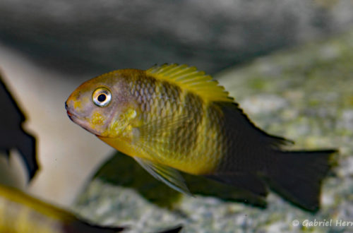 Tropheus sp. "black" , variété de Kiriza (local de Steve et Jérôme, Suisse, décembre 2012)