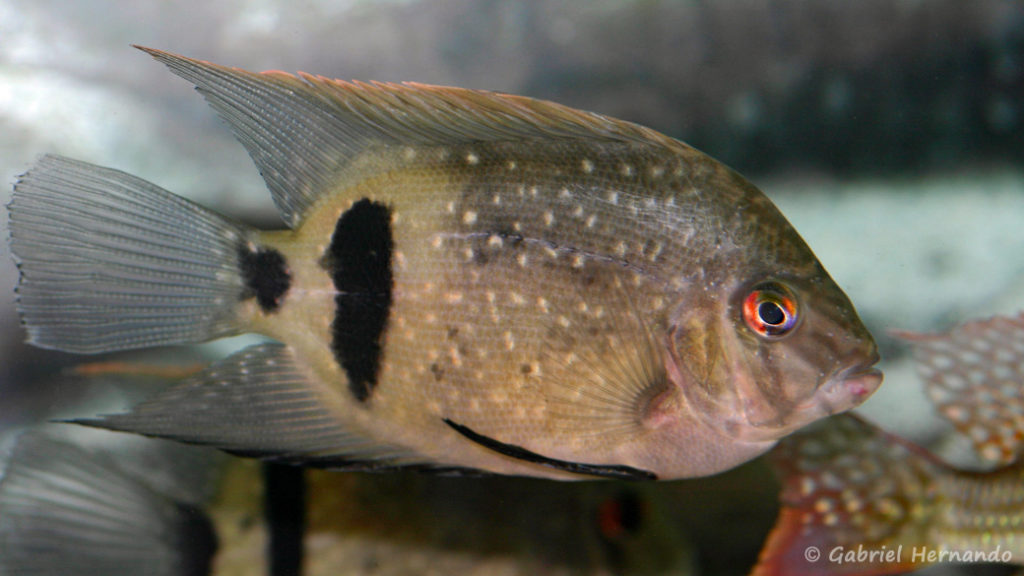 Uaru fernandezyepezi (Hobby Zoo Tillman, Duisbourg, mars 2009)