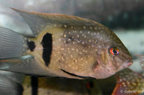 Uaru fernandezyepezi (Hobby Zoo Tillman, Duisbourg, mars 2009)