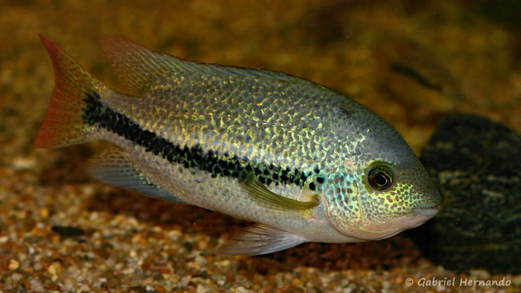 Vieja zonata (Hobby Zoo Tillman, Duisbourg, mars 2009)