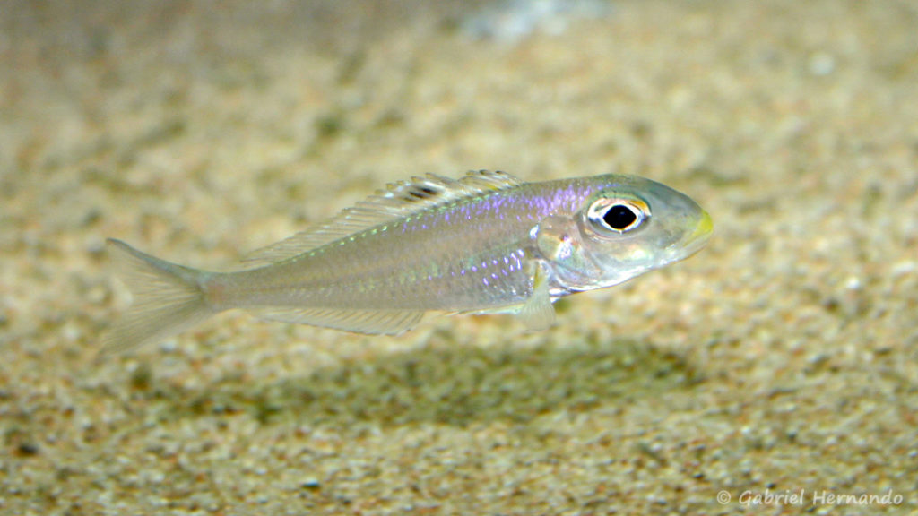 Xenotilapia bathyphila, variété de Kekese (Club aquariophile de Vernon, juin 2004)