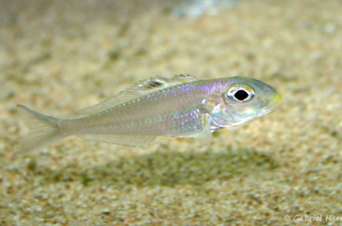 Xenotilapia bathyphila, variété de Kekese (Club aquariophile de Vernon, juin 2004)