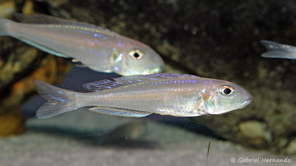 Xenotilapia bathyphila, variété du Burundi (Aqua Treff, Duisbourg, Allemagne, mai 2014)