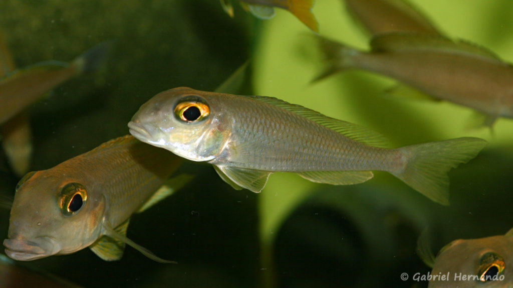 Xenotilapia boulengeri, variété de Isanga (Aquabeek, Pays Bas, mars 2008)