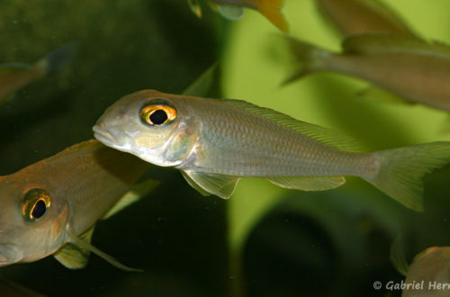 Xenotilapia boulengeri, variété de Isanga (Aquabeek, Pays Bas, mars 2008)