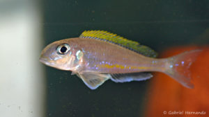 Xenotilapia flavipinnis, variété de Crocodile Island (Verduijn Cichlids, Pays Bas, mais 2013)