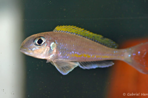 Xenotilapia flavipinnis, variété de Crocodile Island (Verduijn Cichlids, Pays Bas, mais 2013)