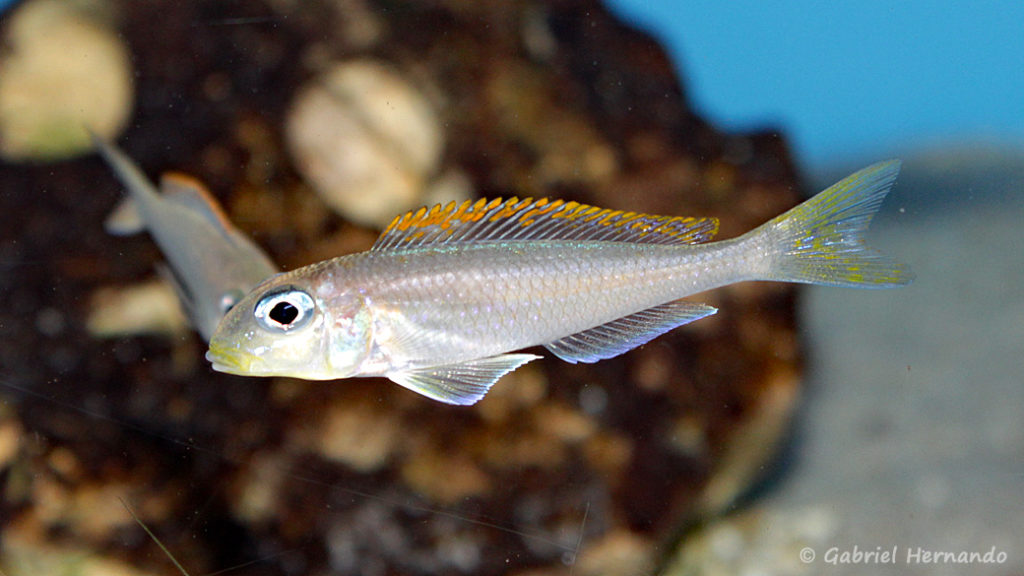 Xenotilapia flavipinnis, variété de Lyamembe (Aqua Treff, Duisbourg, Allemagne, mai 2014)