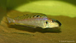 Xenotilapia melanogenys (Aquabeek, Pays Bas, mars 2008)
