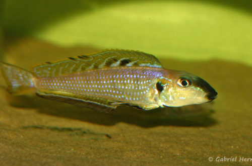 Xenotilapia melanogenys (Aquabeek, Pays Bas, mars 2008)