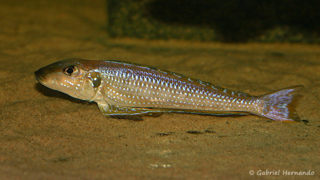 Xenotilapia melanogenys, variété du Burundi (Aquabeek, Pays Bas,  mars 2009)
