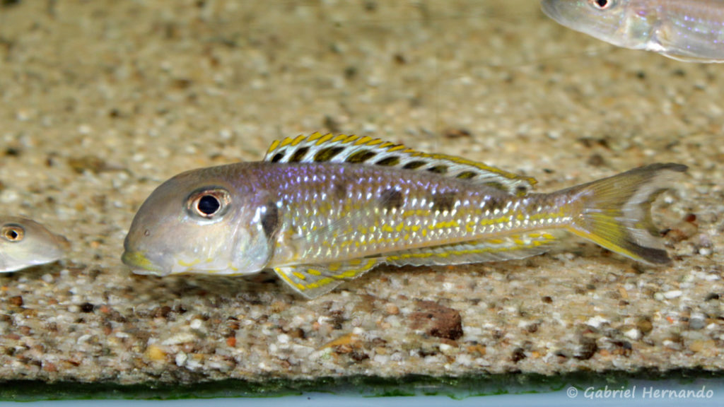 Xenotilapia ochrogenys, variété de Kekese (Verduijn Cichlids, Pays Bas, mai 2014)