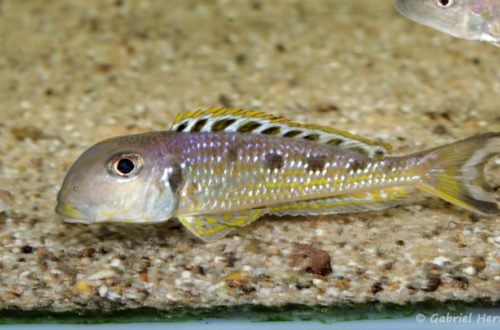 Xenotilapia ochrogenys, variété de Kekese (Verduijn Cichlids, Pays Bas, mai 2014)