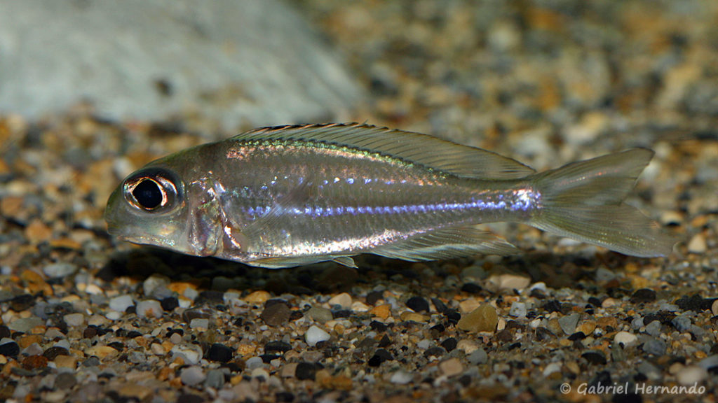 Xenotilapia ornatipinnis (local de Steve et Jérôme, décembre 2008)