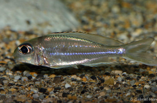 Xenotilapia ornatipinnis (local de Steve et Jérôme, décembre 2008)