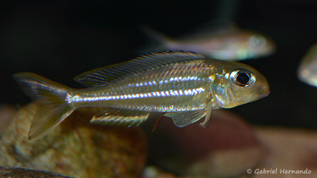 Xenotilapia ornatipinnis