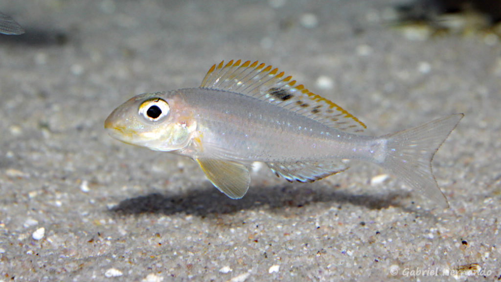 Xenotilapia papilio, variété de Chaitika (Aqua Treff, Duisbourg, Allemagne, mai 2014)