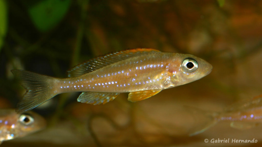 Xenotilapia papilio, variété de Kanoni (Nancy, congrès AFC, octobre 2008)