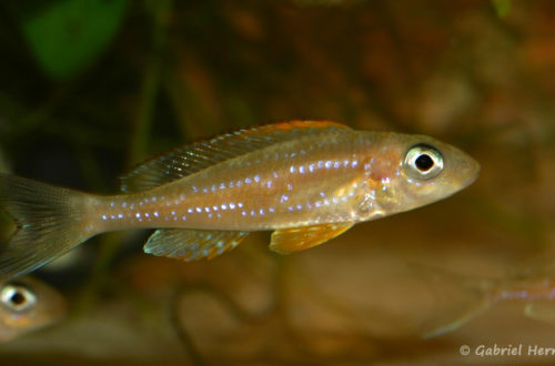 Xenotilapia papilio, variété de Kanoni (Nancy, congrès AFC, octobre 2008)