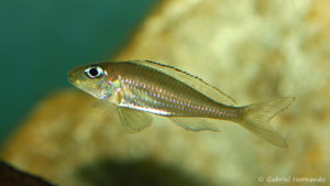 Xenotilapia sp. "fluorescent green" (chez Benoît Jonas, décembre 2008)