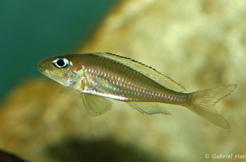 Xenotilapia sp. "fluorescent green" (chez Benoît Jonas, décembre 2008)