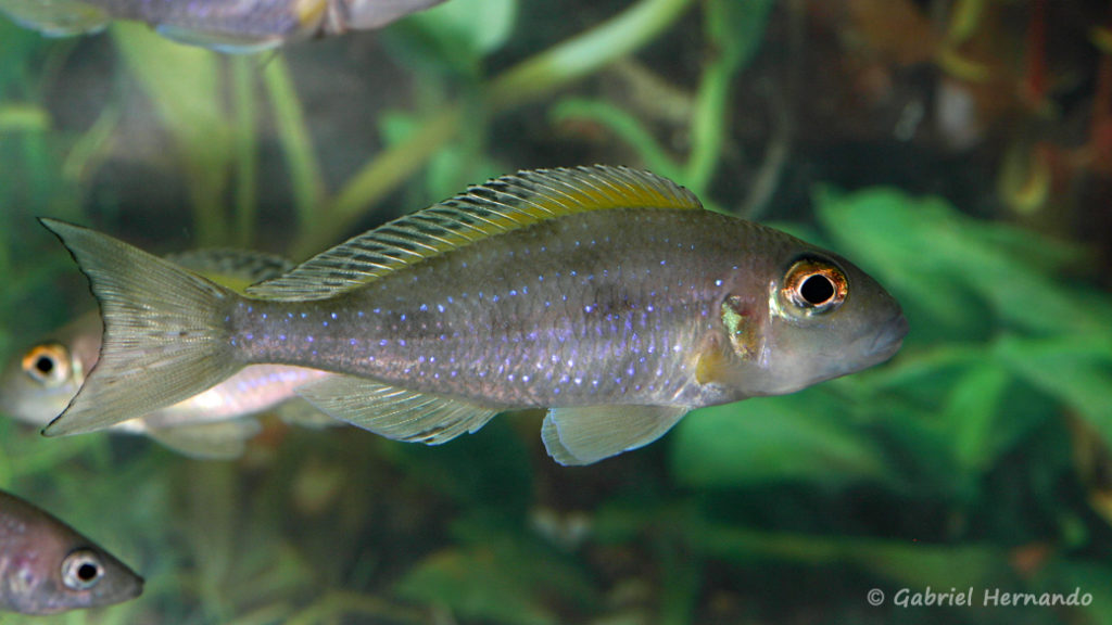 Xenotilapia spilopterus, variété de Kipili (Arlon, mai 2008)