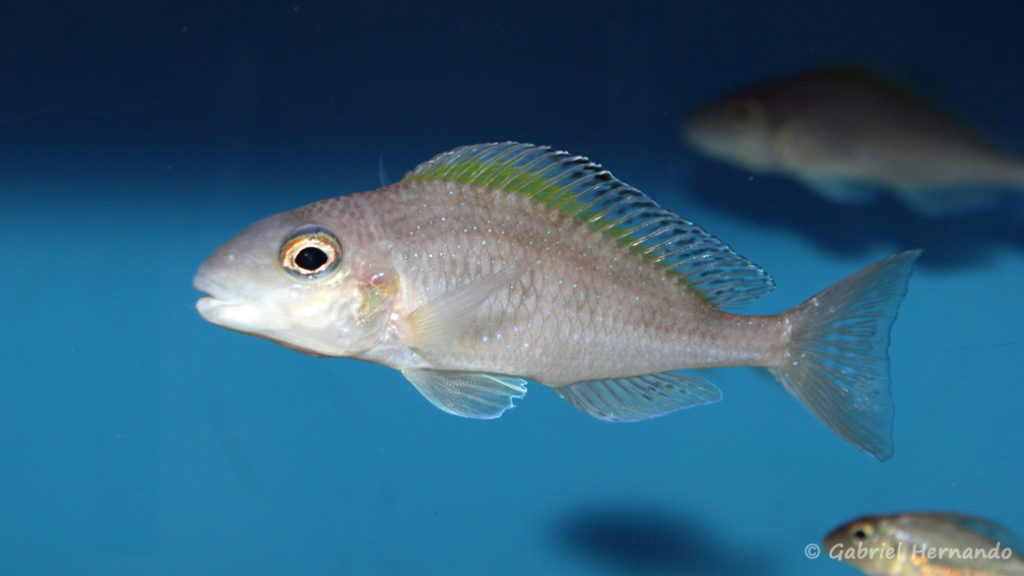 Xenotilapia spilopterus, (Aqua Treff, Duisbourg, Allemagne, mai 2014)