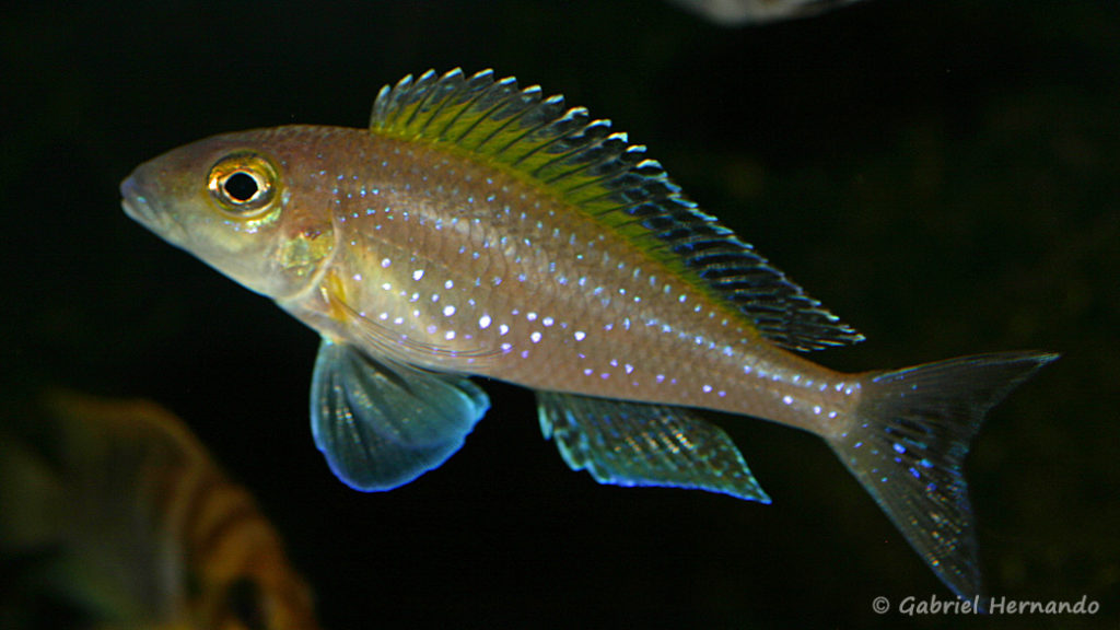 Xenotilapia spilopterus, variété de Mabilili (chez Mike Pfann, Suisse, décembre 2008)