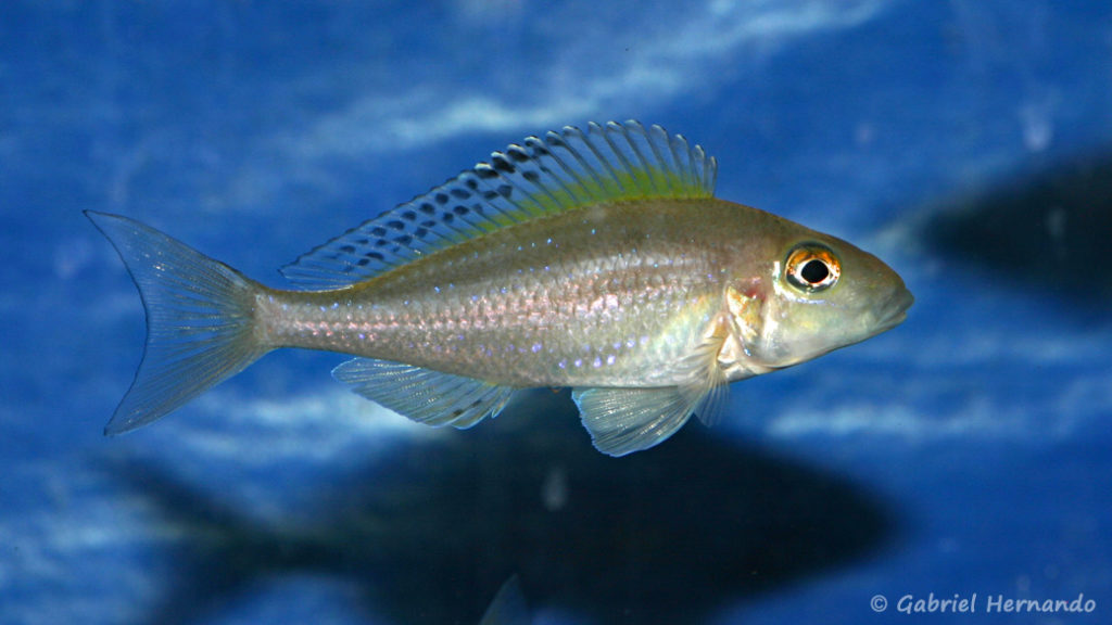 Xenotilapia spilopterus, variété de Mabilili (local de Steve et Jérôme, Suisse, décembre 2008)