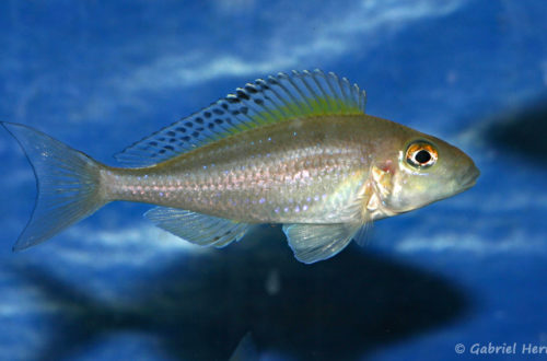 Xenotilapia spilopterus, variété de Mabilili (local de Steve et Jérôme, Suisse, décembre 2008)