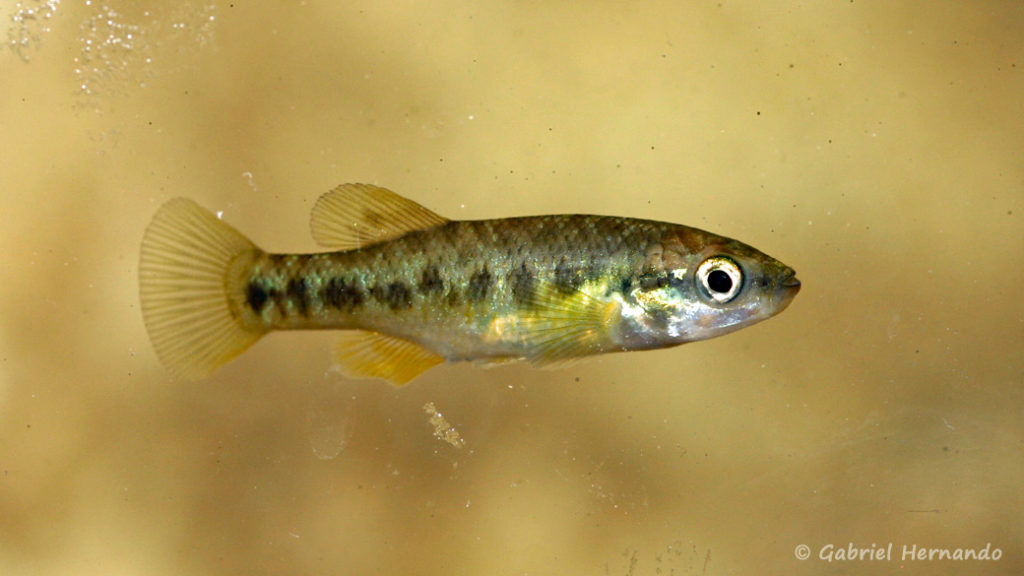 Allodontichthys zonistius, variété de Arroyo Ahuascapan, Mexique (Expo AFV à Pont l'Evêque, septembre 2009)