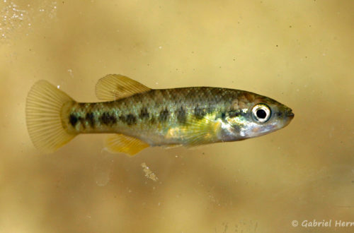 Allodontichthys zonistius, variété de Arroyo Ahuascapan, Mexique (Expo AFV à Pont l'Evêque, septembre 2009)