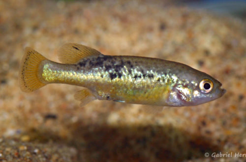 Allotoca dugesii (Expo AFV à Pont l'Evêque, septembre 2009)