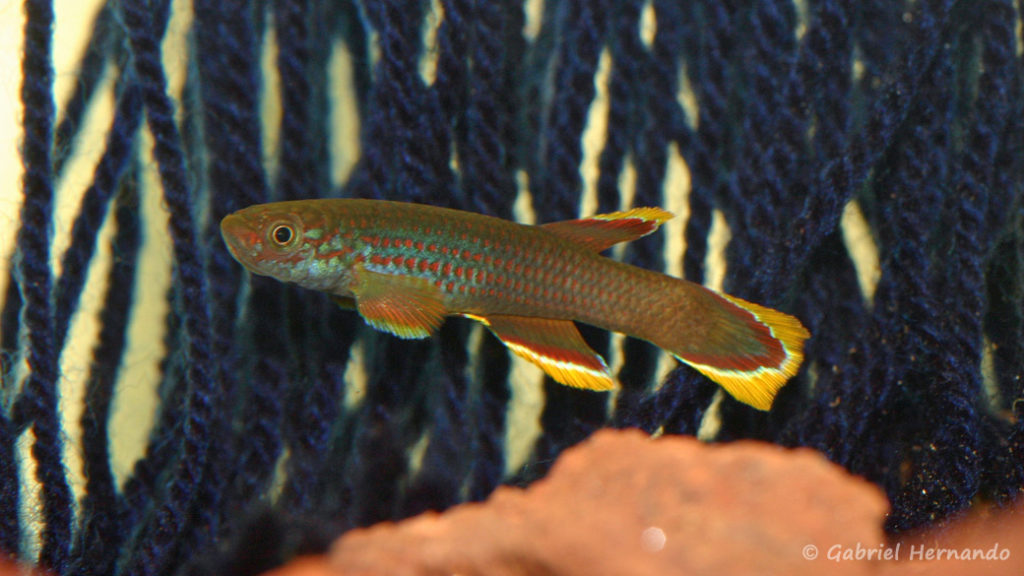 Aphyosemion celiae celiae, variété de Mambanda,Cameroun (club aquariophile de Vernon, septembre 2008)